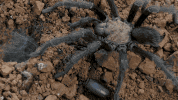Spider Looping GIF by PBS Digital Studios