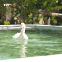 Swimming Pool What GIF by TRT
