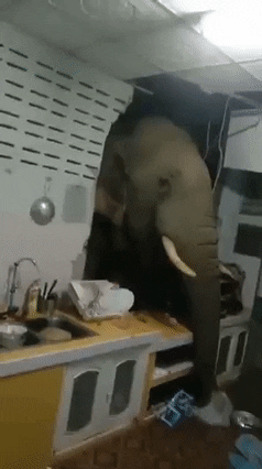 cuteanimalland giphyupload GIF