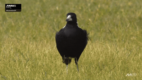 Walking Around Motorcycle Racing GIF by MotoGP™