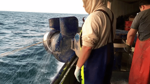 lake erie fish GIF