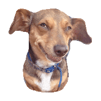 smirk grin STICKER by imoji