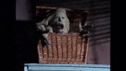basket case GIF