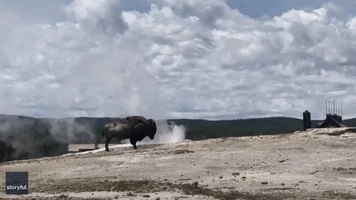Bison Unbothered by Geyser Erupting Behind Him at Yellowstone National Park