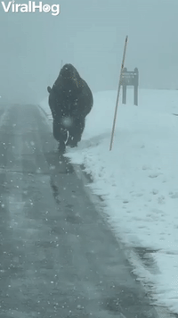 Bison Walks Down Snowy Road in Yellowstone