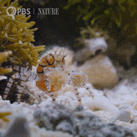 Explore Marine Life GIF by Nature on PBS