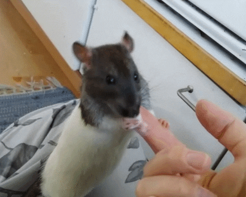 finger month GIF