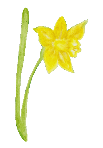 doveygoose watercolor springtime yellow flower daffodil Sticker