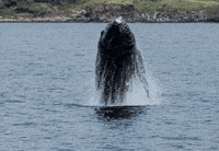 happy fun excited baby jumping GIF