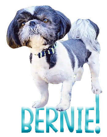 Dog Bernie Sticker