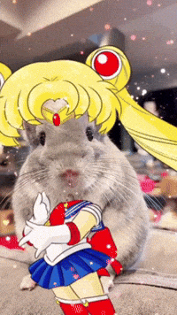 Chinchilla Sue GIF