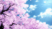 Sakura GIF