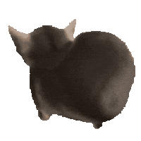 Cat Sticker