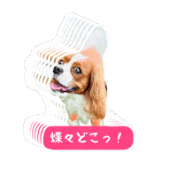 Morning Cavalierkingcharlesspaniel Sticker