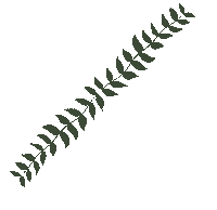 Plant Leaf Sticker