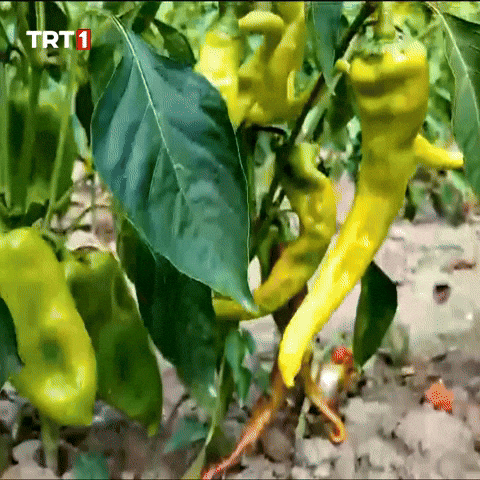 Farm GIF by TRT