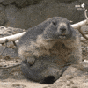 Groundhog Day Scratch GIF by Zoo Berlin