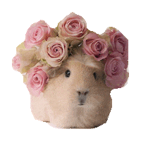guinea-pig flower STICKER by imoji