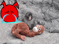 Japan Monkey GIF