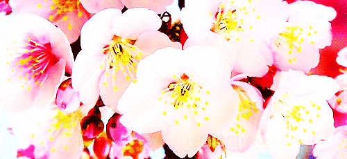 cherry blossoms flowers GIF