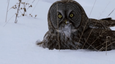 symphony for our world GIF by Nat Geo Wild 