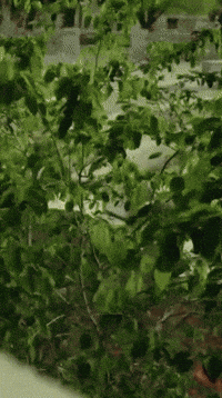 tdangerofficial rrr t danger tdanger ratedrockstars GIF