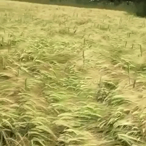 Cani che giocano e socializzano nel bosco