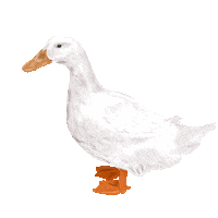 Duck Farm Sticker by Math