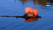 Panic Swimming GIF by Mola TV Kids