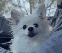 romeomama chihuahua cute dog happy dog life is good GIF