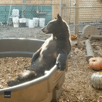 Idaho Rescue Bear Chilling in Tub Is as Cool as Can Be