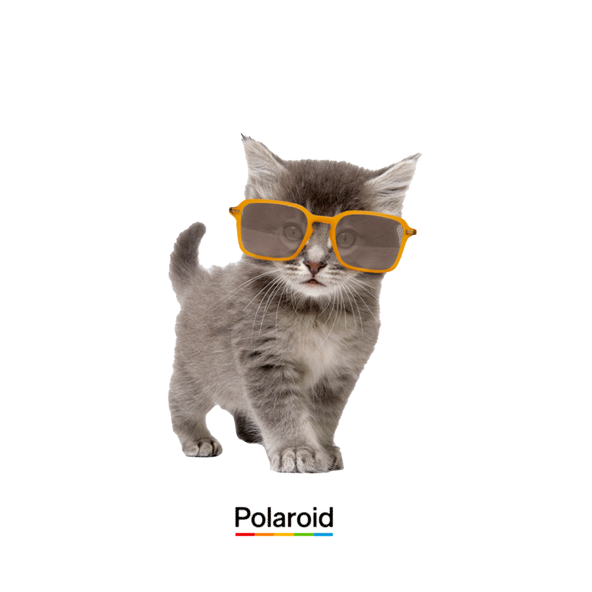 Cat Sunglasses Sticker by Polaroid Eyewear