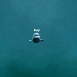 Video gif. A beluga whale quickly approaches us in its tank and it boops its nose on the glass, squishing its face. Text, "Hey!"