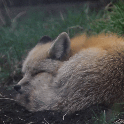 Tired Red Fox GIF by Valley Zoo Development Society