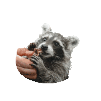 TierparkSababurg zoo racoon waschbär tierpark Sticker