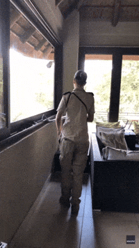 Snake Catcher's 'Insane' Removal of Black Mamba From House Goes Viral