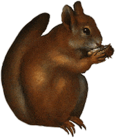 Autumn Squirrel Sticker by Staatliche Kunsthalle Karlsruhe