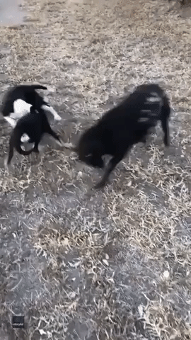 Not So Sheepish: Lamb Plays With Dogs at Queensland Farm
