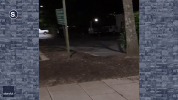 Black Bear Strolls the Night Streets of Asheville, North Carolina