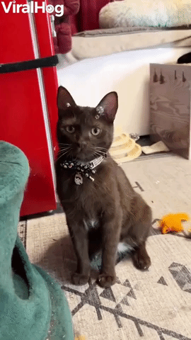 Molé the Cat Playing with Catnip Bubbles