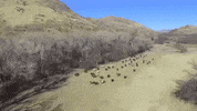 wyoming GIF