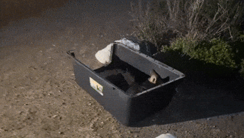 Coyote Released After Being Found With Head Stuck in Bucket