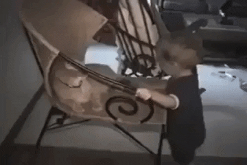 GifVif giphyupload cats are evil GIF