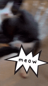 Cat Meow GIF