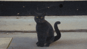 The Home Team Cat GIF by Thriller Records