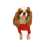 Happy Dog Sticker