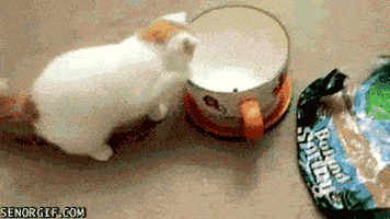 cat teacup GIF