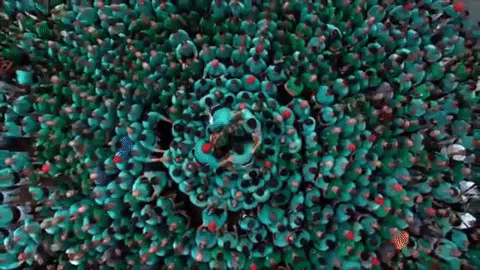 verds giphygifmaker GIF