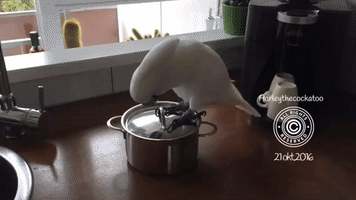 Musical Cockatoo Shows a Talent for Percussion