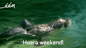 weekend GIF by vrt